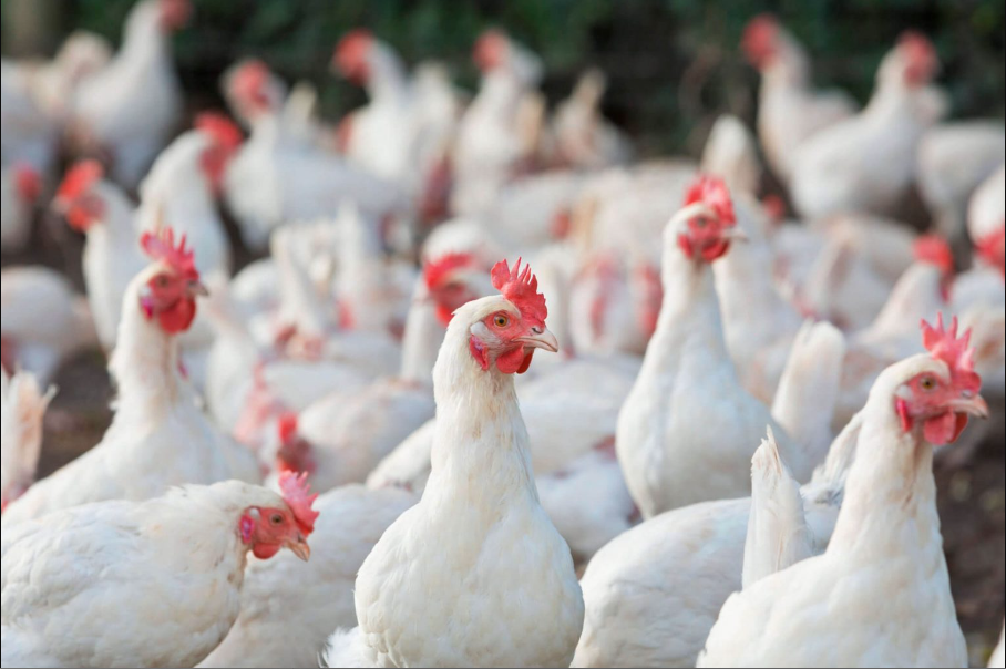 Tolentino wants to determine appropriate gov’t action plan vs Avian Flu
